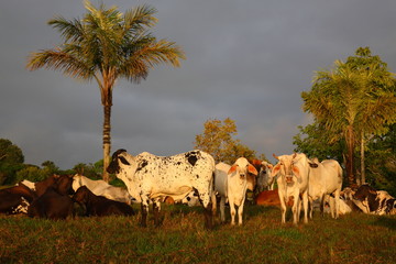 group of Cattles eating grass under palm trees in Amazon Tropical Rainforest at sunrise Brazil 