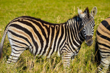 Fototapeta na wymiar Zebra feeding at Tala Game reserve South Africa