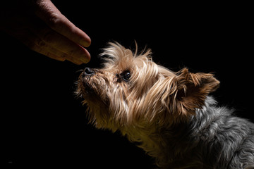 Yorkshire terrier puppy