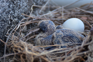 newborn baby bird and one egg inside the nest