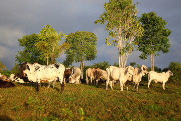 group of Cattles eating grass under palm trees in Amazon Tropical Rainforest at sunrise Brazil 