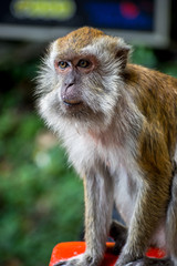 one Light brown wild Monkey potrait