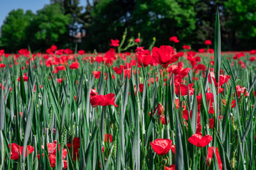 Poppy and buds parasitizing a wheat field. Close-up view from above.