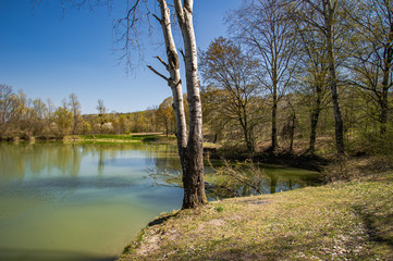Obraz premium lake in the forest