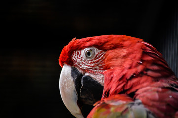 Green-winged Macaw or Red-and-green Macaw (Ara chloroptera), close up portrait
