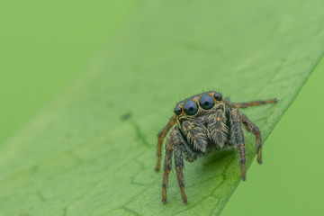 Macro-small black jumping spider with big eye