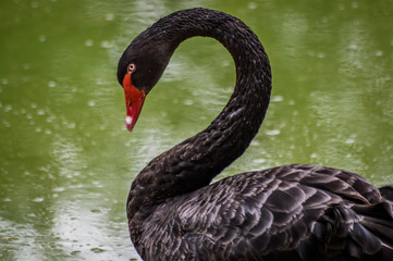 One beautiful black Swan floating on a green lake surface.