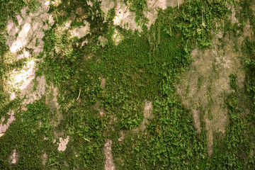 The surface of green moss on the stone wall