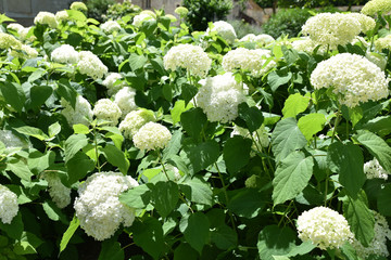 Hortensia blanc au jardin en été