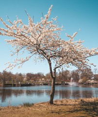 Cherry Blossom New Jersey USA