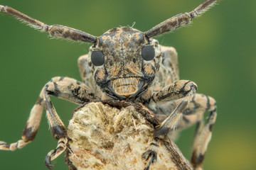 Beautiful Batocera rubus - nature marco photography