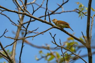 Common nightingale, a brown song bird with reddish tail, perching on tree singing. Sunny spring day in nature with blue sky and green leaves in the background.
