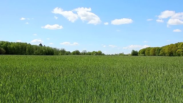 Growing Wheat Field in Spring - Farming