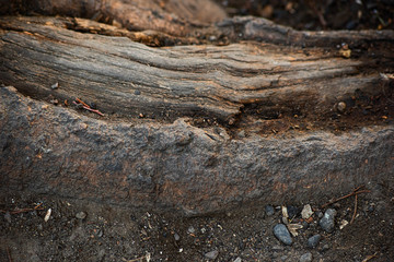 The roots of an old roughly dirty stump, soft focus