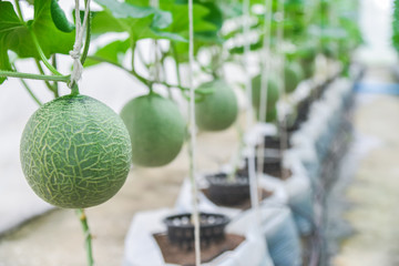 Melon in the green house