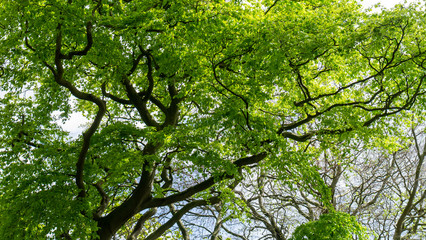 Upward view of a vivid green tree canopy featuring lush green leaves, brown vein like tree trunks and branches plus warm yellow sunlight filtering through the top of the tree line.