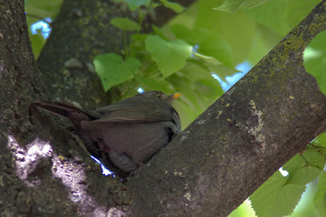 Nightingale singing on a flowering branch, Common nightingale (Luscinia megarhynchos) sits on a branch and sings