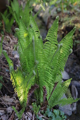 Farn im Frühling am Bachufer