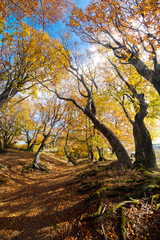 Autumn beech forest on a sunny day