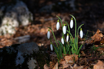 A group of snowdrops on last year's foliage in the forest