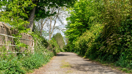 Obraz premium Rural country farm path with lush trees and vegetation either side and an open metal gate to the left of the image.