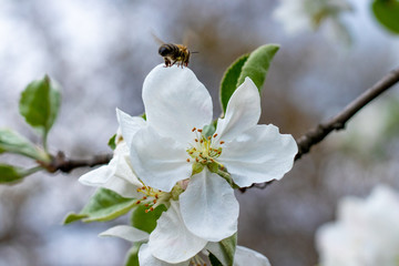 
Bee on an apple blossom