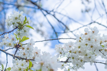 
Apple tree blooms on a background of sky