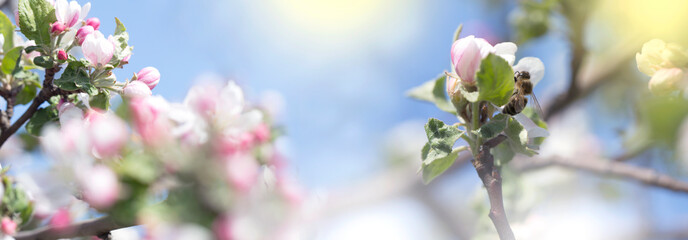Bee picking pollen from apple flower