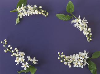 white cherry flowers on a purple background