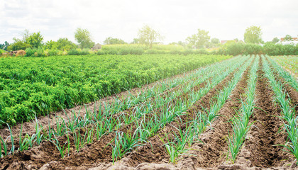 Fototapeta na wymiar Farm plantation of leek and paprika pepper. Agribusiness and farming. Countryside. Farm for growing vegetables. Food production on small farms and households. Farmer support subsidies