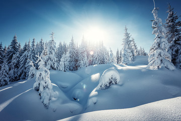 Amazing athmospheric Landscape. winter scenery at sunset. instagram filter. postcard. Snow covered tree under sunlight. Sunlight sparkling in the snow. instagram filter. winter nature background