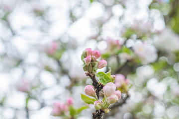 
Apple blossom shot in bokeh