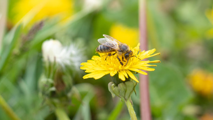 A bee collects nectar on a flower