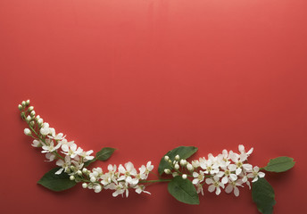 white cherry flowers on a red background