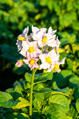 Flowering potato bushes. Potato bush blooming with white flowers