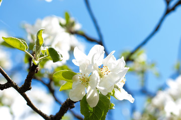 
Apple blossom on a background of blue sky