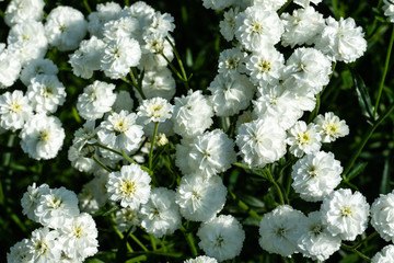 Iberis sempervirens white flowering plant. Spring white Iberis flower