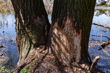 tree gnawed by beavers traces of beaver teeth felled tree in early spring close up
