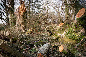 Storm Damage in Woods.