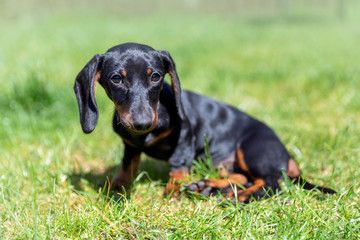 Cute puppy of dachshund