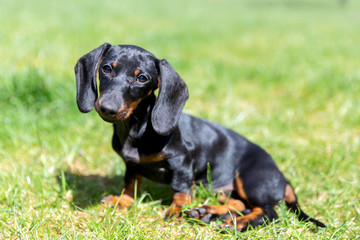 Cute puppy of dachshund