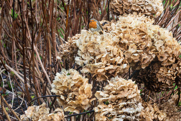 A Robin on top of the hydrangea in winter