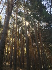 Bosque de pinos