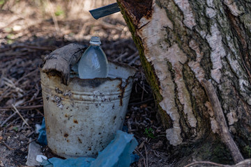 Obraz premium extraction of birch sap task of tree damage