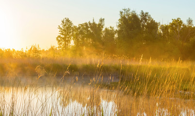 Reed along the edge of a misty lake below a blue sky in sunlight at sunrise in a spring morning