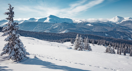 Winter landscape on a sunny day. Little spruce under snow in the mountains. Awesome Wintry nature scenery. Amazing natural background. Christmass concept. Carpathian national park, Ukraine, Europe.