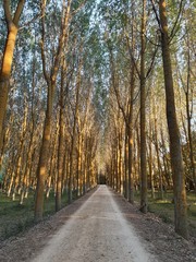 Camino de chopos
