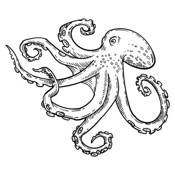 Octopus With Tentacles, Squid, Black And White Ink Outline, Etching Hand Drawn Stock Vector Illustration Isolated On White Background. Design For Coloring Book Page, Tattoo Sketch