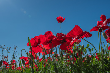 Obraz premium Mak i pąki w polu z błękitnym niebem w tle z selektywną ostrością. Widok z bliska od dołu. Samotny mak.