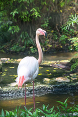 Flamingo in a wildlife park